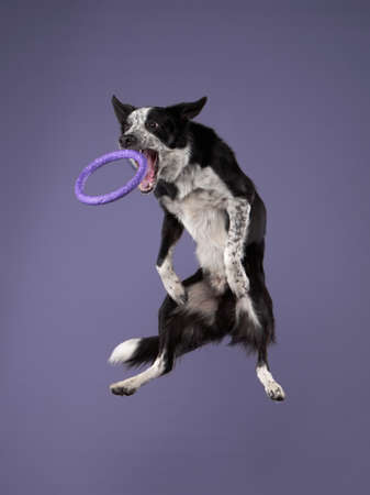 Funny active dog jumping with disk. Border Collie flying on color backgroundの写真素材