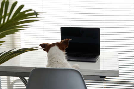dog with a laptop. Jack russell terrier in a light office. pet at workの写真素材