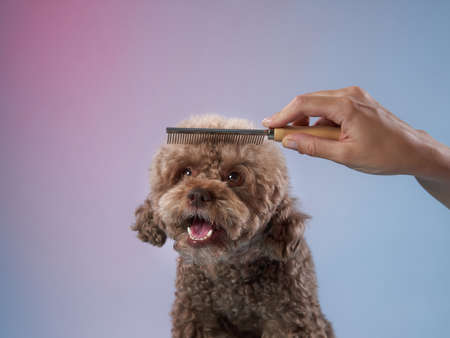 poodle hairstyle. The girl is combing the dog. Pet grooming. Animal on a blue background