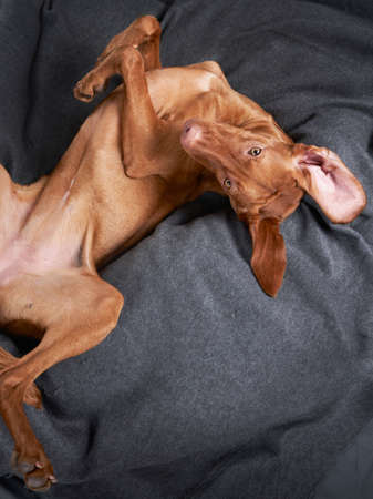 A funny dog is resting on a blanket. The pet plays at home. Happy Hungarian Vizslaの写真素材