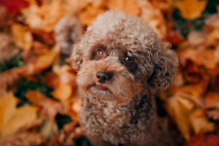 miniature chocolate poodle in autumn leaves. Pet in nature. Cute dog like a toyの写真素材