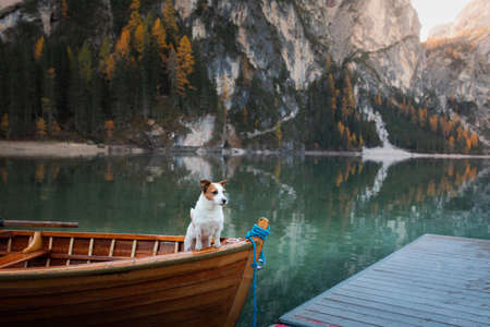 dog Jack Russell Terrier in boat. Mountain Lake Braies. boat station. Morning landscape with a petの写真素材