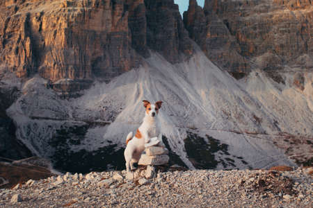 dog in the autumn mountains . Jack Russell Terrier in dolomites Alps. Italian landscape. Hiking with a petの写真素材