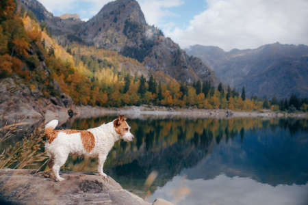 dog at a mountain lake in autumn. Traveling with a pet. Jack Russell Terrier on nature backgroundの写真素材