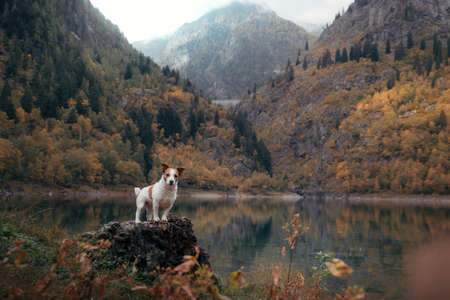 dog at a mountain lake in autumn. Traveling with a pet. Jack Russell Terrier on nature backgroundの写真素材