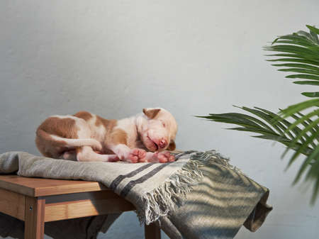 Newborn puppy in the interior. dog Spanish greyhound at homeの写真素材