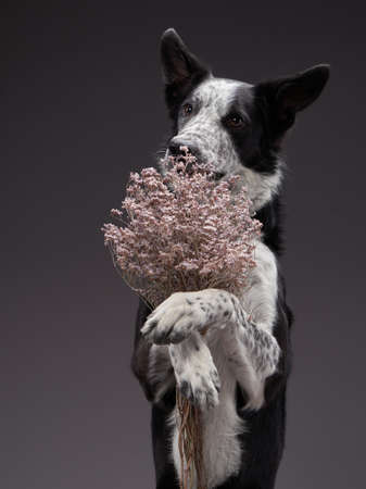 the dog holding flowers . Happy Border Collie on a grey background in studio. holiday petの写真素材