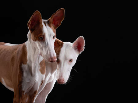 two dogs on a dark background in the studio. Slim spanish greyhound, podenko ibitsenkoの写真素材