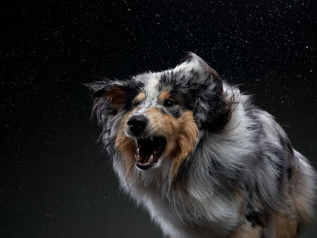 The dog catches splashes, wings. Wet pet. Funny Sheltie on blackの写真素材
