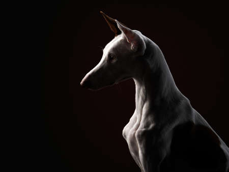 silhouette dog on a dark background in the studio. Slim spanish greyhound, podenko ibitsenkoの写真素材