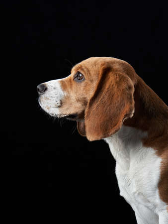 portrait on a dark background. Funny Beagle on blackの写真素材