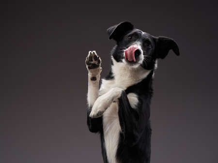 the dog sticks out tongue . Happy Border Collie on a grey background in studio.の写真素材