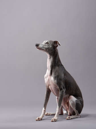 Portrait of a dog on a gray background. handsome whippet in a photo studioの写真素材