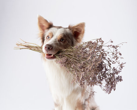 the dog holding flowers in his teeth. Happy Border Collie in studio. holiday petの写真素材