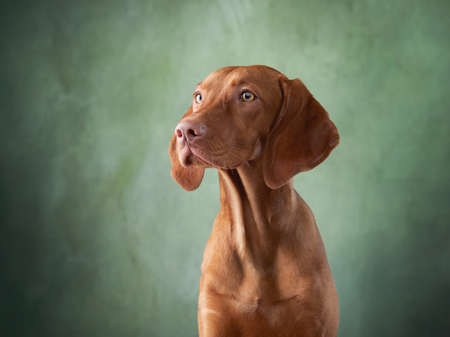 A dog on a textured canvas background in a photo studio. Hungarian vizsla portraitの写真素材