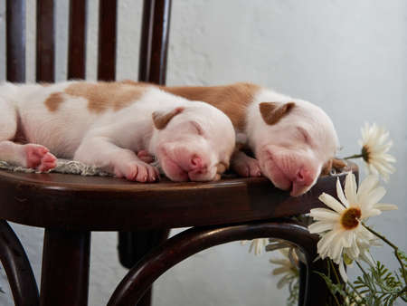 sweet Newborn puppies sleeping. dog Spanish greyhound at home on the chairの写真素材