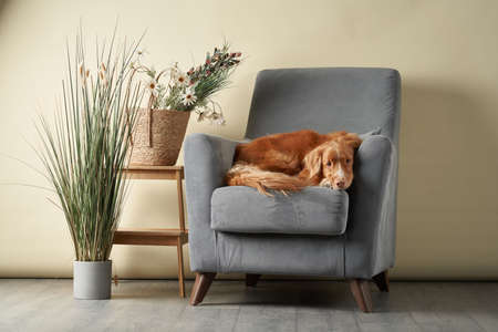 dog on a chair. Nova Scotia duck tolling retriever at home. Pet indoorの写真素材