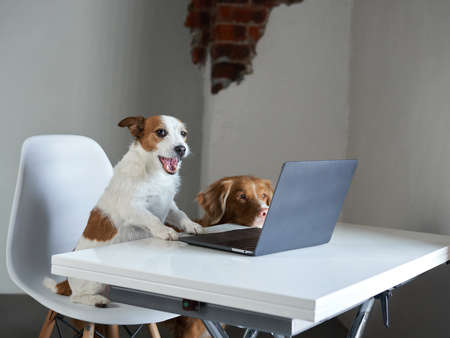 two dogs behind a laptop. Nova Scotia Duck Tolling Retriever and Jack Russell Terrier at Home