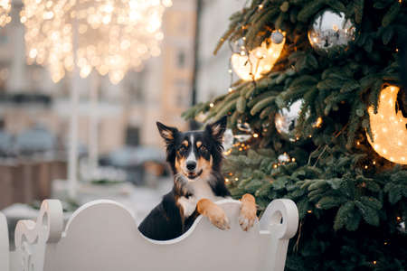 dog in winter in a decorated city. nice Tricolor Border Collie by the Christmas tree.の写真素材