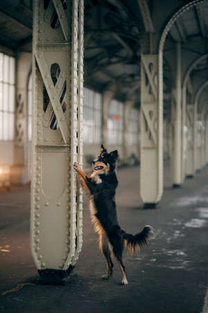 dog at the train station in winter. border collie. traveling with a petの写真素材