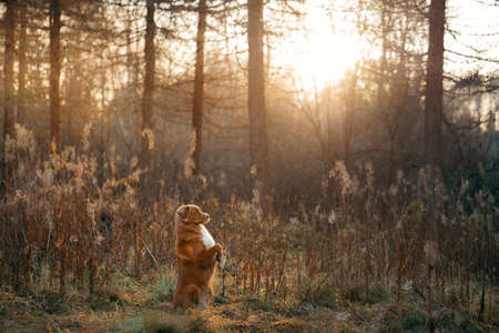dog in the autumn forest. Nova Scotia Duck Tolling Retriever for a walk on nature at fallの写真素材