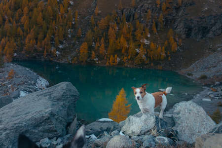 dog at a mountain lake in autumn. Traveling with a pet. Jack Russell Terrier on nature backgroundの写真素材