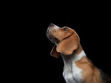 happy dog. funny face. Funny Beagle on black background