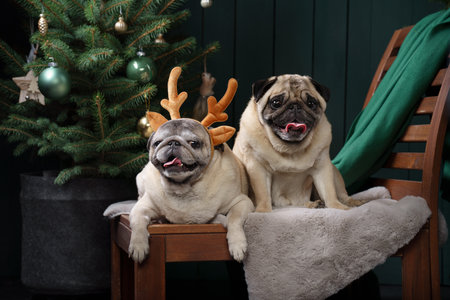 two dogs together christmas interior. New Years mood with pet. pug in holiday at homeの写真素材