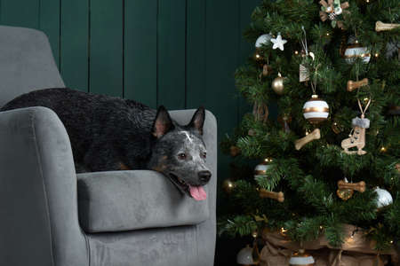 dog on a chair by the New Year tree. Festive decorated interior. Australian Hiller. christmas petの写真素材