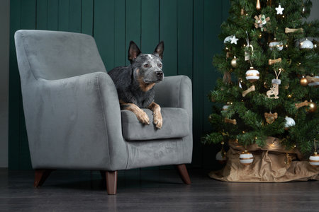 dog on a chair by the New Year tree. Festive decorated interior. Australian Hiller. christmas petの写真素材