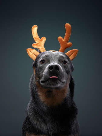 two funny dog in Christmas deer antlers. Festive Australian Hiller on grey backgroundの写真素材