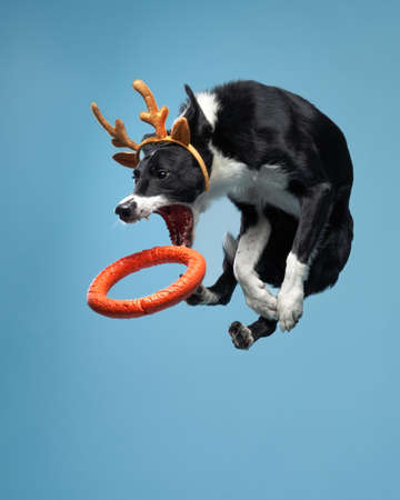 Funny active dog jumping in christmas deer antlers. Border Collie flying on blue backgroundの写真素材