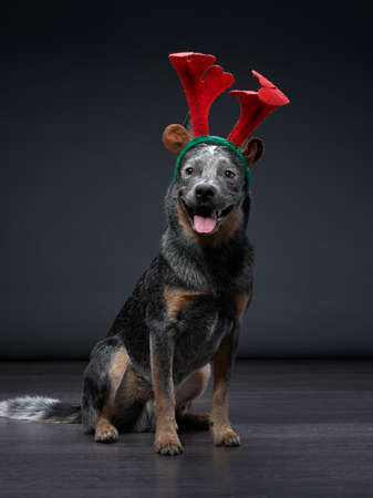 two funny dog in Christmas deer antlers. Festive Australian Hiller on grey backgroundの写真素材