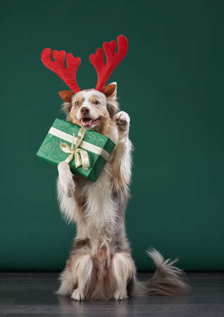 Happy dog is holding a gift with festive antlers. Funny Border collie on a green background.の写真素材