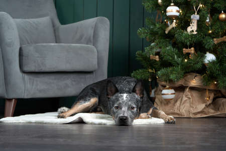 dog on a chair by the christmas tree. Festive decorated interior. Australian Hiller at homeの写真素材