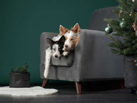 two funny dogs in on the armchair at Christmas decorations. Festive border collie on green backgroundの写真素材