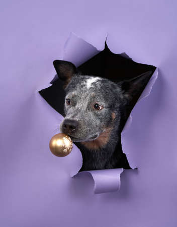 the dog is holding a Christmas tree toy in its teeth. Funny australian healer peeking out of torn paperの写真素材
