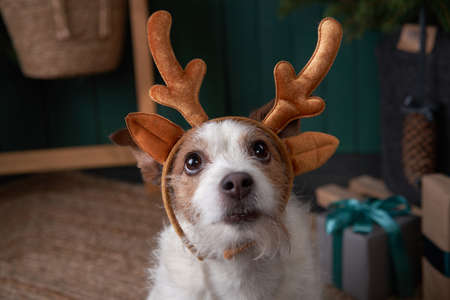 christmas dog in deer antlers. jack russell in a festive home interior. holidays with a pet near a new year treeの写真素材