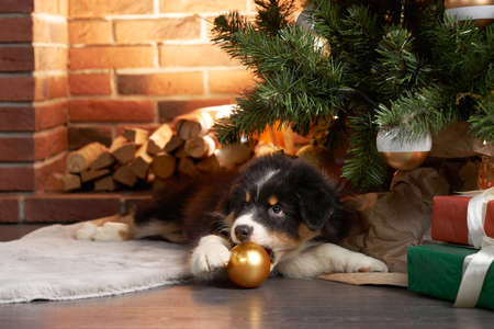 australian shepherd puppy by the christmas tree and fireplace. New Years dog. Holliday with a pet.の写真素材