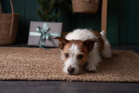 christmas dog. jack russell in a festive home interior. holidays with a pet near a new year treeの写真素材