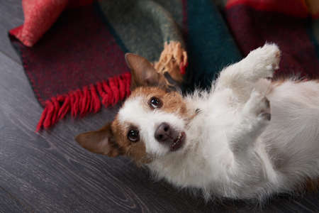 funny christmas dog. jack russell in a festive home interior. holidays with a pet near a new year treeの写真素材