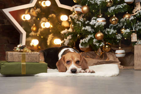beagle dog near the new year tree. A pet in a Christmas decoration. Animal in the interiorの写真素材