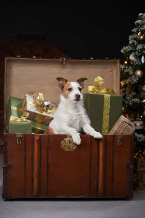 Happy christmas dog with gifts. jack russell in a festive interior. holidays with a pet near a new year treeの写真素材