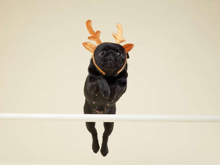 pug dog in deer horns jumping. Christmas pet, animal on beige background
