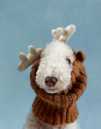 funny dog blue background. funny christmas bedlingtons with deer antlersの写真素材