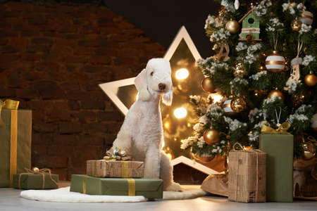 dog by with boxes of gifts near new year tree. funny christmas bedlingtons on the holidaysの写真素材