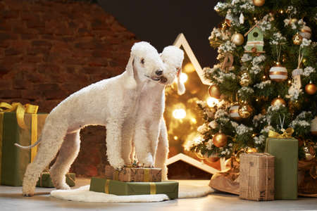 two dogs by the new year tree. funny christmas bedlingtons on the holidaysの写真素材