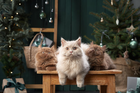 three British kittens in the interior. Christmas cats on the background of the New Year treeの写真素材