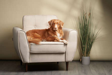 dog on a chair. Nova Scotia duck tolling retriever at home. Pet indoor