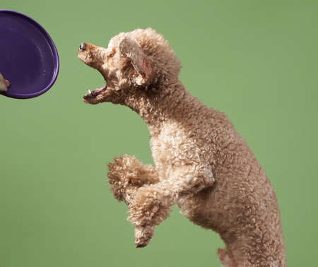 Funny active dog jumping with disk. happy small poodle on green backgroundの写真素材